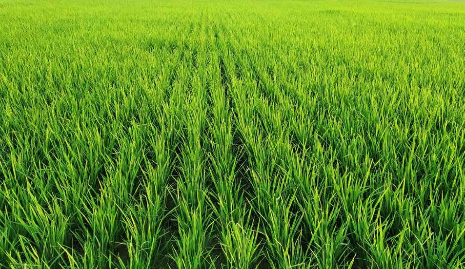 AZ Group sustainable agriculture in Cambodia